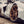Paragon C8 Corvette Z06, E-Ray, ZR1 5ZM Body Kit - Carbon Flash