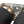 Fabspeed Porsche 991 GT3 / GT3 RS Deluxe Dual Style Tips (2014-2016)